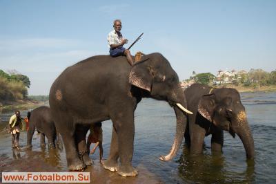 Индийские слоны (Коданатх, штат Керала) - фото 11250