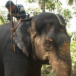 Обучение храмовых слонов в Индии