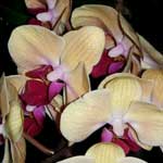 Мир орхидей в Аптекарском огороде