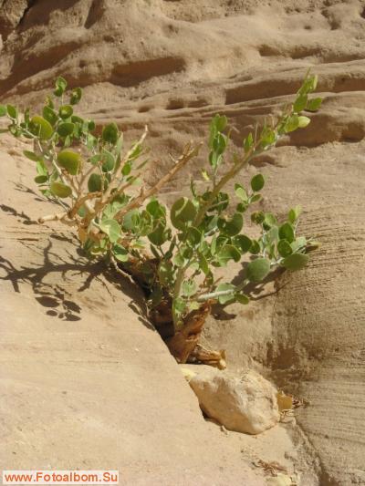 Love Sinai или прогулка в Цветной Каньон - фото 15523