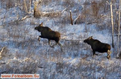 Авиаучёты диких копытных в Якутии - фото 20964