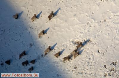 Авиаучёты диких копытных в Якутии - фото 21004