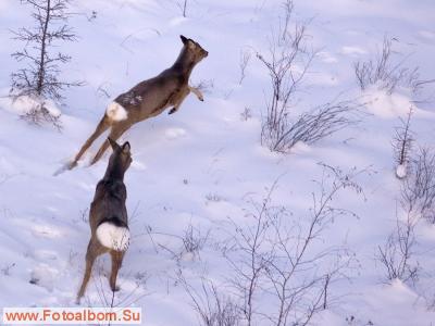 Авиаучёты диких копытных в Якутии - фото 21013