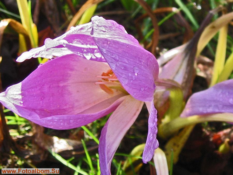 Безвременник - осенний, смертельно ядовитый цветок