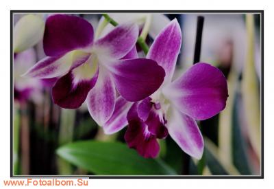  «Утопия» – идеальный мир орхидей и природы - фото 23916