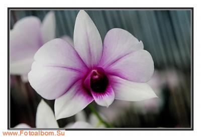  «Утопия» – идеальный мир орхидей и природы - фото 23918