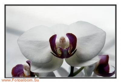  «Утопия» – идеальный мир орхидей и природы - фото 23919