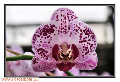  «Утопия» – идеальный мир орхидей и природы - фото 23920