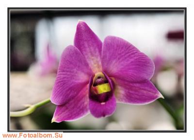  «Утопия» – идеальный мир орхидей и природы - фото 23921