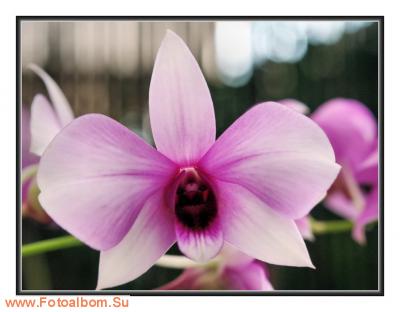  «Утопия» – идеальный мир орхидей и природы - фото 23923