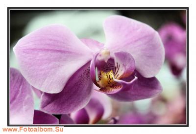  «Утопия» – идеальный мир орхидей и природы - фото 23924