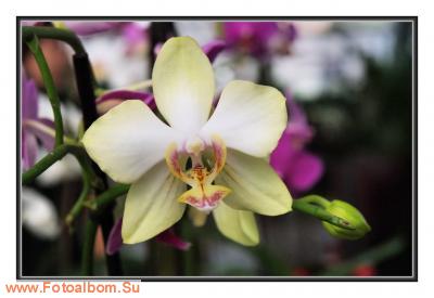  «Утопия» – идеальный мир орхидей и природы - фото 23925