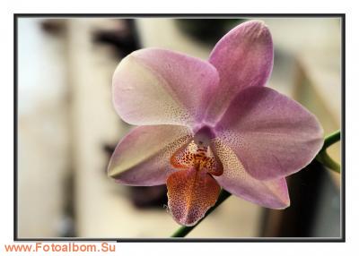  «Утопия» – идеальный мир орхидей и природы - фото 23926