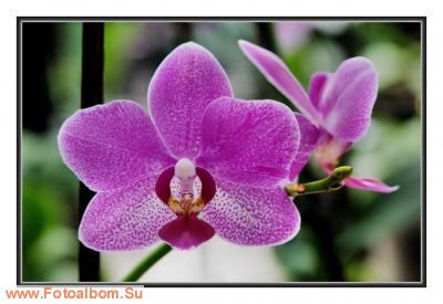  «Утопия» – идеальный мир орхидей и природы - фото 23927