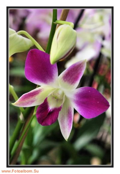  «Утопия» – идеальный мир орхидей и природы - фото 23928