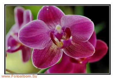  «Утопия» – идеальный мир орхидей и природы - фото 23929