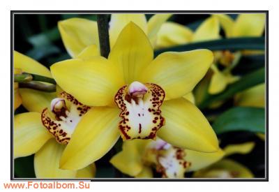  «Утопия» – идеальный мир орхидей и природы - фото 23930