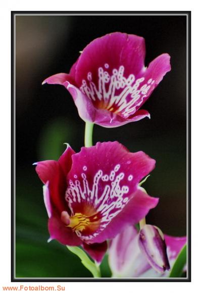  «Утопия» – идеальный мир орхидей и природы - фото 23931
