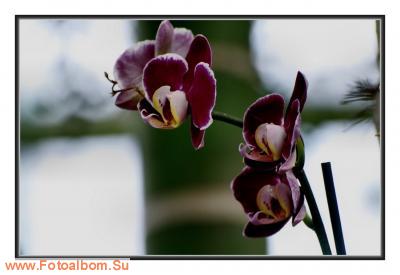  «Утопия» – идеальный мир орхидей и природы - фото 23932