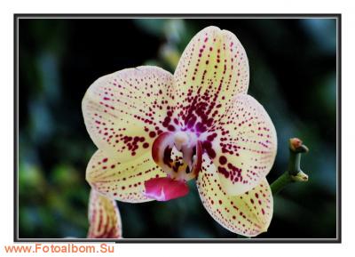  «Утопия» – идеальный мир орхидей и природы - фото 23933
