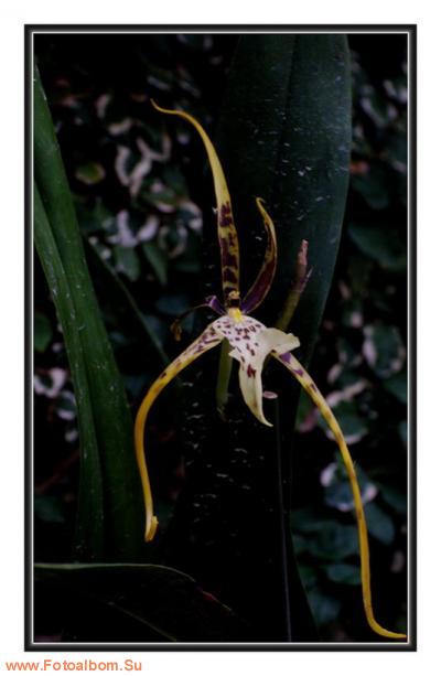  «Утопия» – идеальный мир орхидей и природы - фото 23934