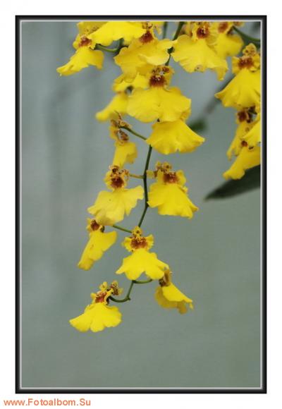  «Утопия» – идеальный мир орхидей и природы - фото 23935