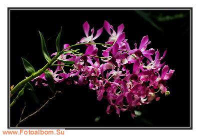  «Утопия» – идеальный мир орхидей и природы - фото 23966