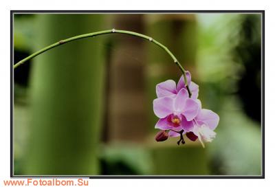  «Утопия» – идеальный мир орхидей и природы - фото 23968