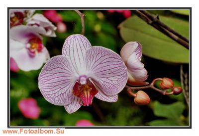  «Утопия» – идеальный мир орхидей и природы - фото 23969