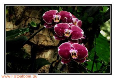  «Утопия» – идеальный мир орхидей и природы - фото 23970
