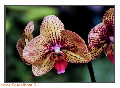  «Утопия» – идеальный мир орхидей и природы - фото 23971