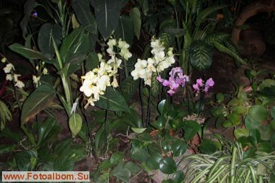 Мир орхидей в Аптекарском огороде - фото 24293