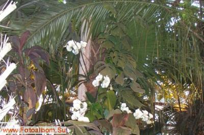 Мир орхидей в Аптекарском огороде - фото 24295