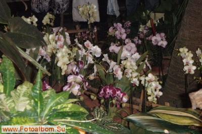 Мир орхидей в Аптекарском огороде - фото 24296