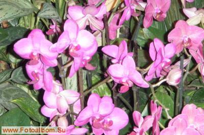 Мир орхидей в Аптекарском огороде - фото 24297