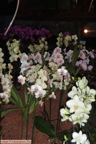 Мир орхидей в Аптекарском огороде - фото 24298