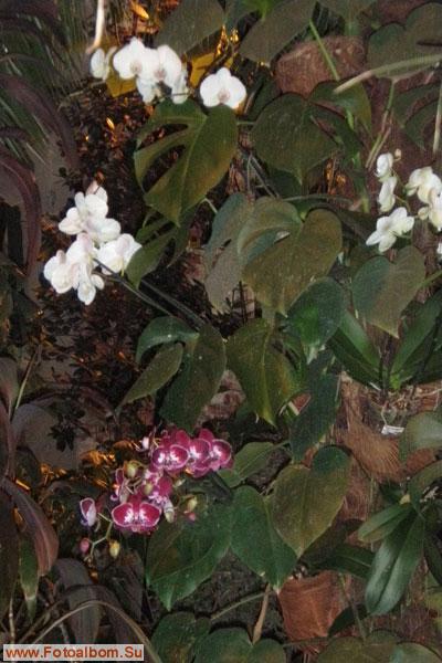 Мир орхидей в Аптекарском огороде - фото 24299
