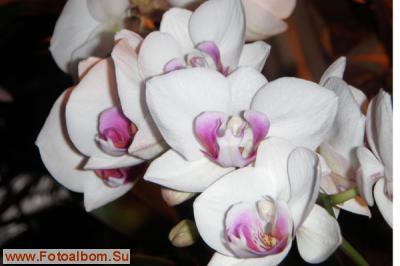 Мир орхидей в Аптекарском огороде - фото 24300