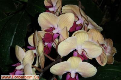 Мир орхидей в Аптекарском огороде - фото 24301