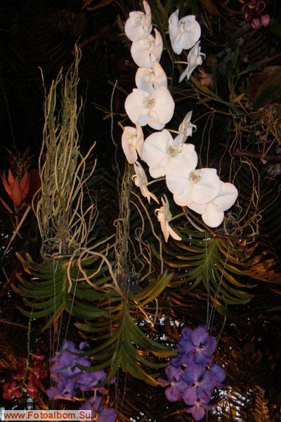 Мир орхидей в Аптекарском огороде - фото 24302