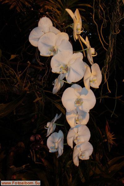 Мир орхидей в Аптекарском огороде - фото 24303