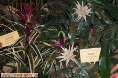 Мир орхидей в Аптекарском огороде - фото 24307