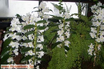 Мир орхидей в Аптекарском огороде - фото 24308