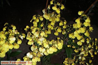 Мир орхидей в Аптекарском огороде - фото 24310