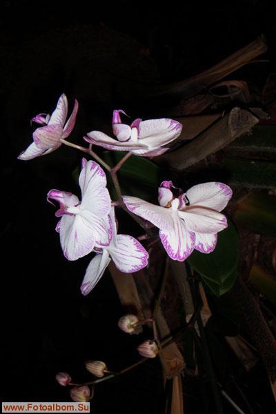 Мир орхидей в Аптекарском огороде - фото 24312
