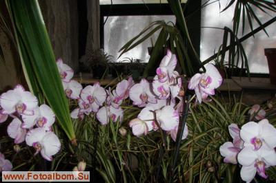Мир орхидей в Аптекарском огороде - фото 24323