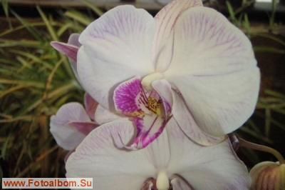 Мир орхидей в Аптекарском огороде - фото 24324