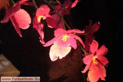 Мир орхидей в Аптекарском огороде - фото 24325