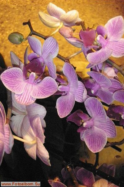 Мир орхидей в Аптекарском огороде - фото 24327