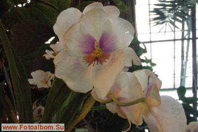 Мир орхидей в Аптекарском огороде - фото 24328